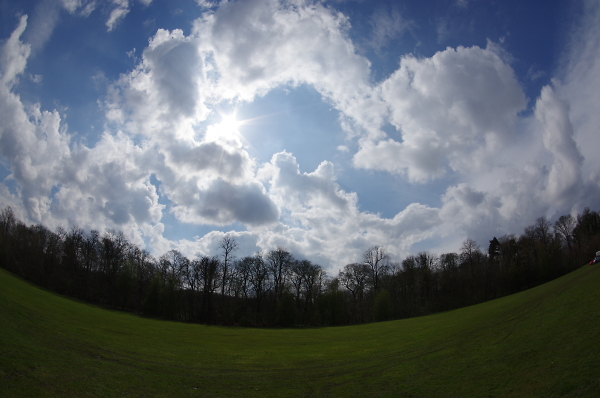 Fisheye tree`s