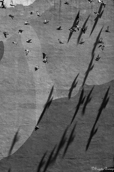 Flying Shadows