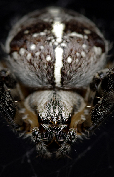 Garden Spider.