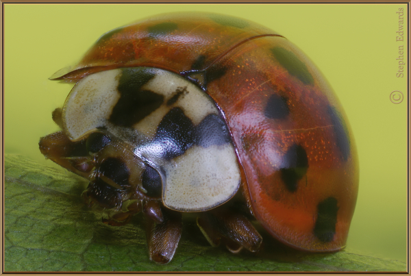 Ladybird