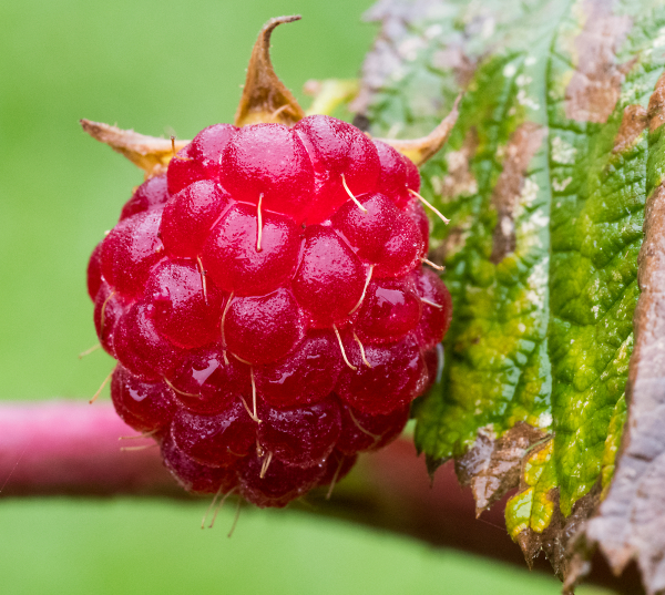 Late Raspberry