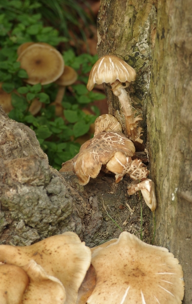 lens fungus
