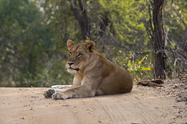 Lioness