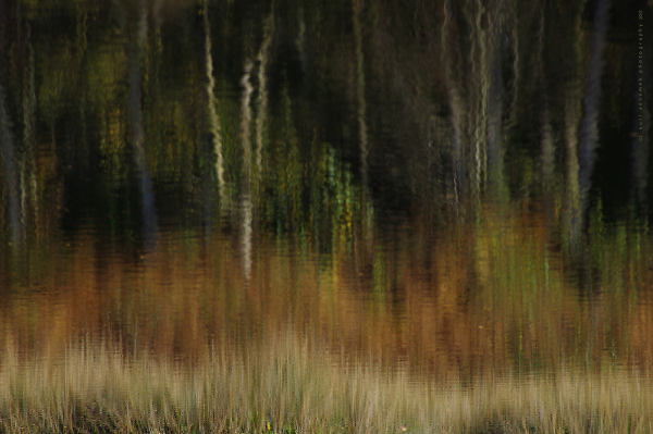 autumn on marsh