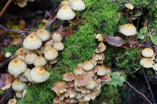 Mushrooms int woods