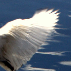 On a wing and a prayer