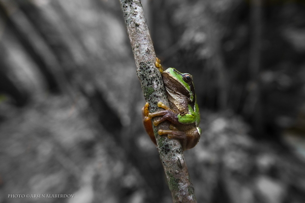 Princess Frog