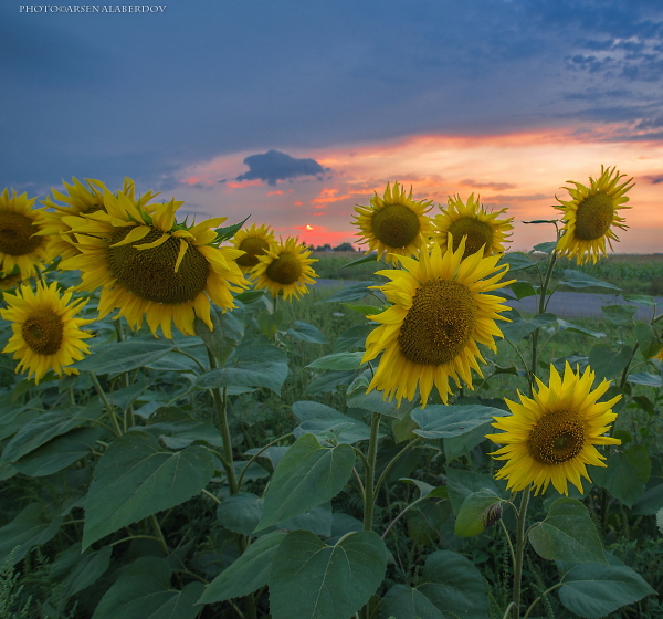 SUNFLOWERS