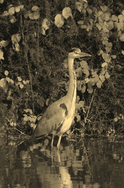 tame heron