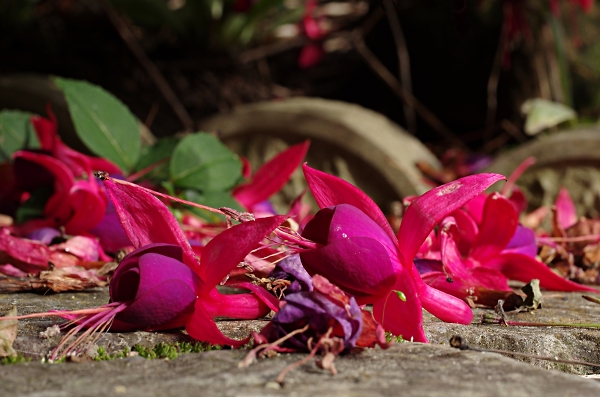 The fallen