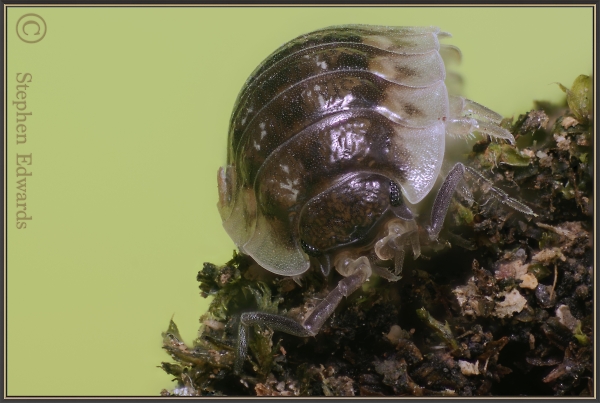 Wood louse on Moss