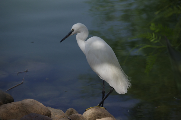 Young white Heron or Eagret in Marrakech