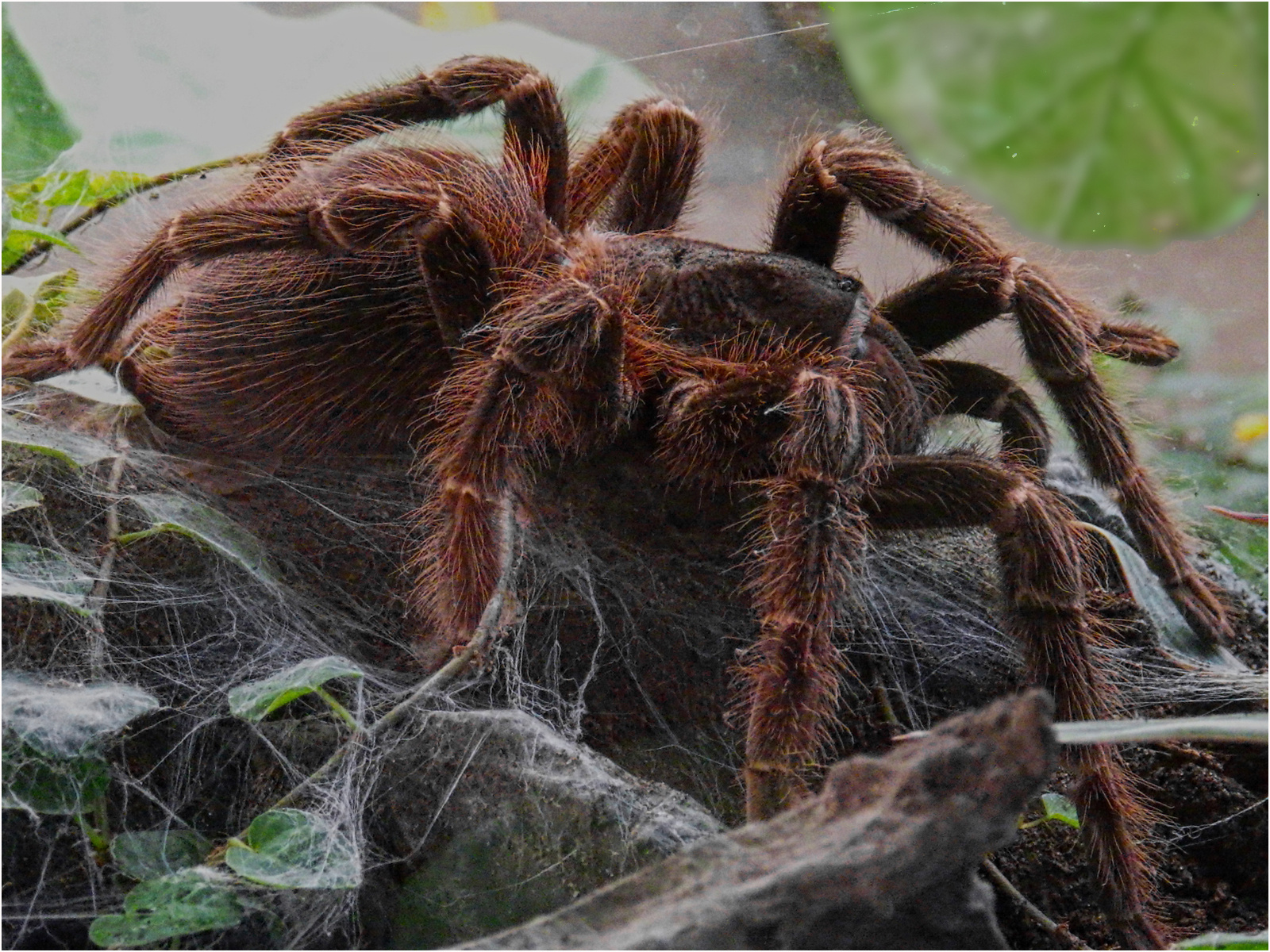 Tarantula