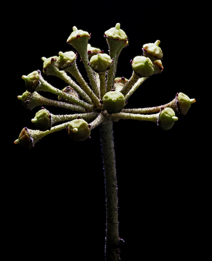 Ivy Fruit