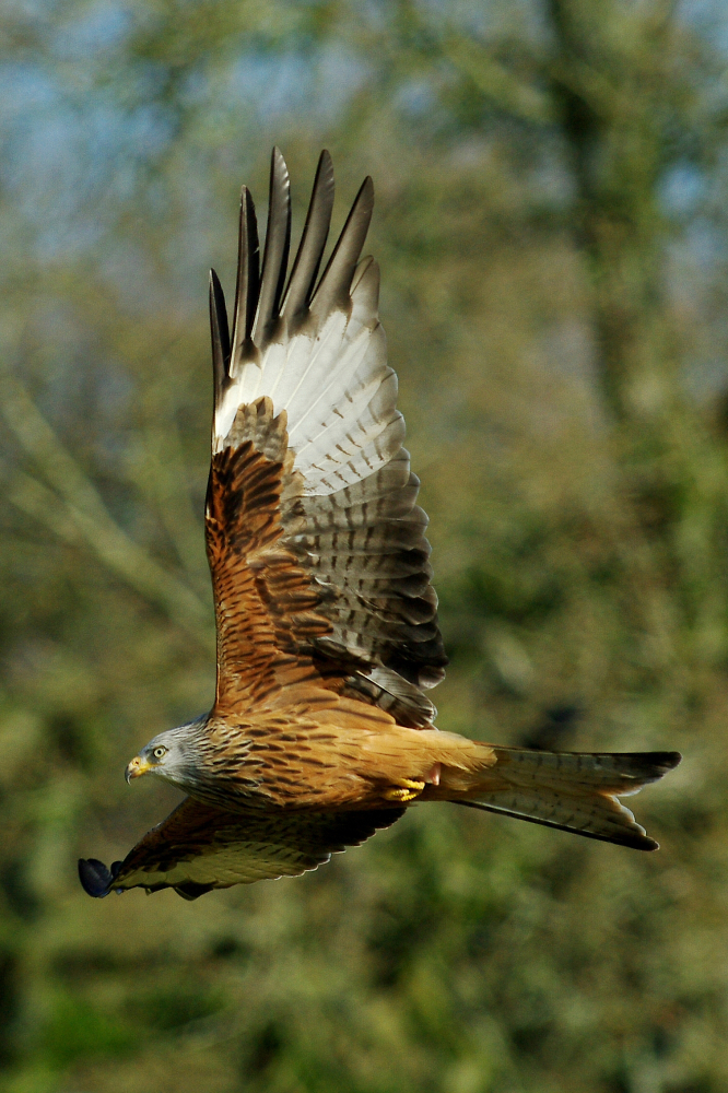 Red Kite in Woodland
