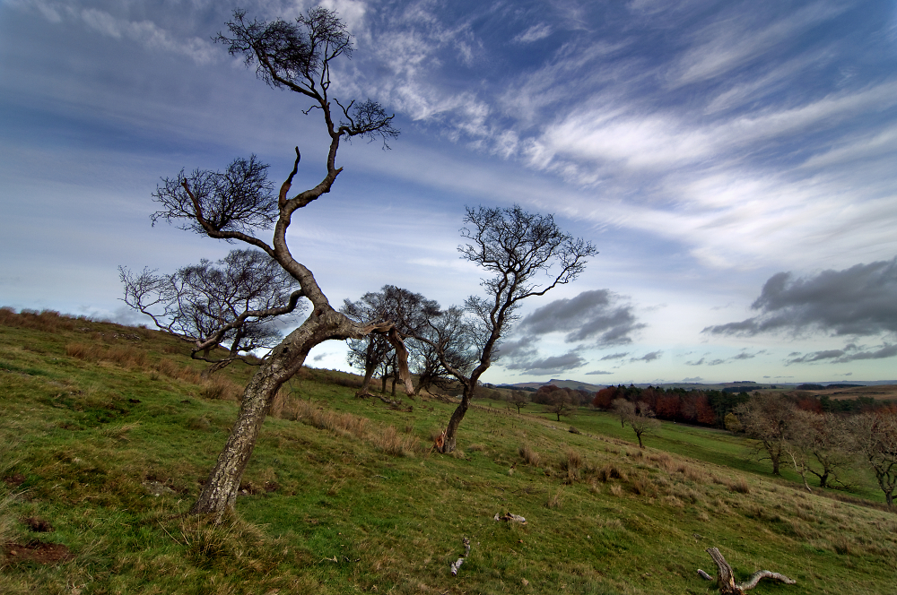 Twa Old Trees