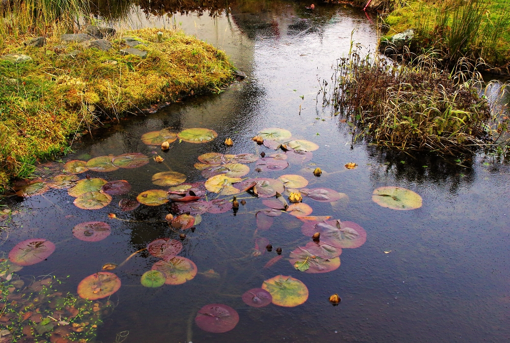 Water Lilies Under Ice