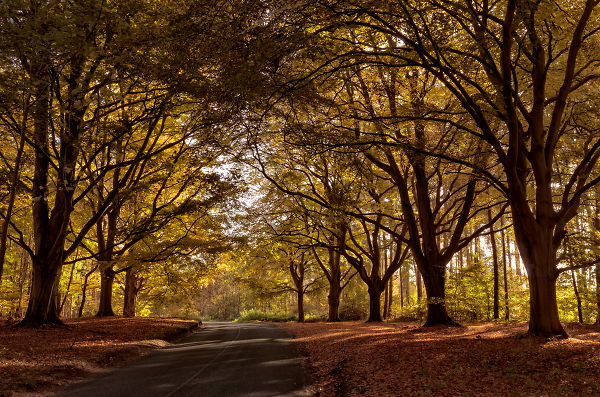 Autumnal lane