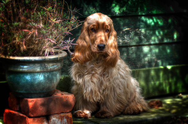 Bailey and green shed