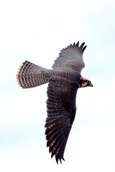 Falcon