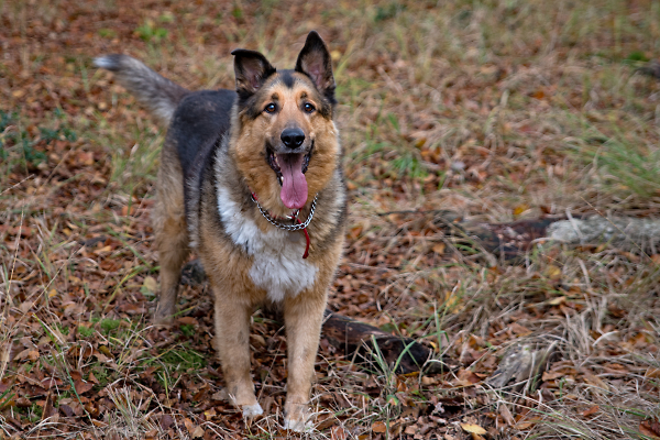 Finlay Dog in the forest