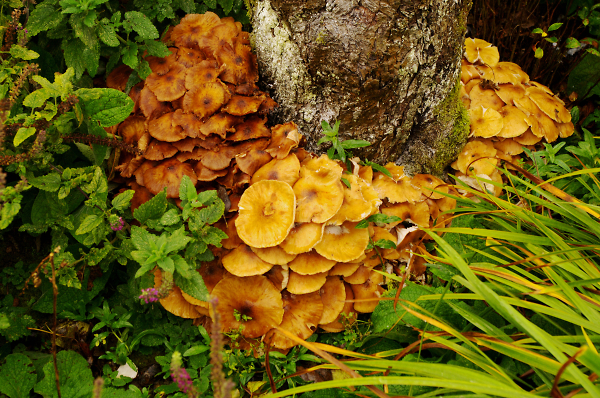 Fungi