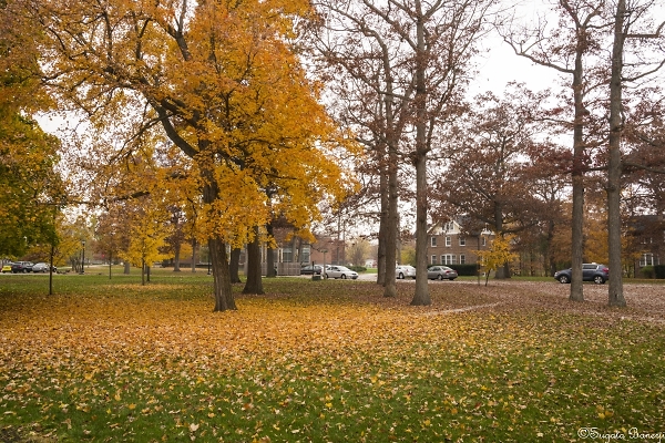 Late Fall
