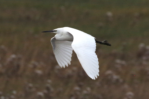 Little Egret over Blakeney Norfolk