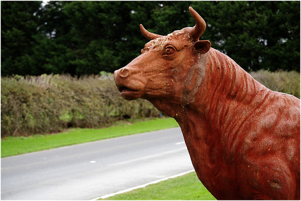 Metal Cow Waiting To Cross The Road