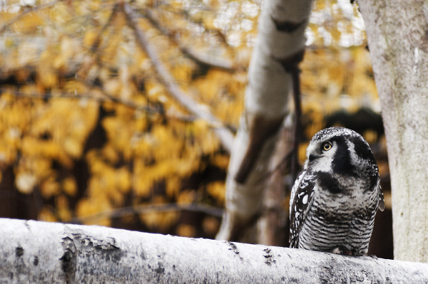 Northern hawk-owl