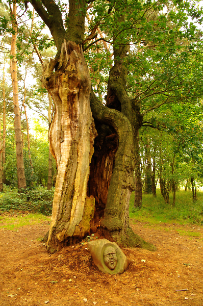 Old Tree
