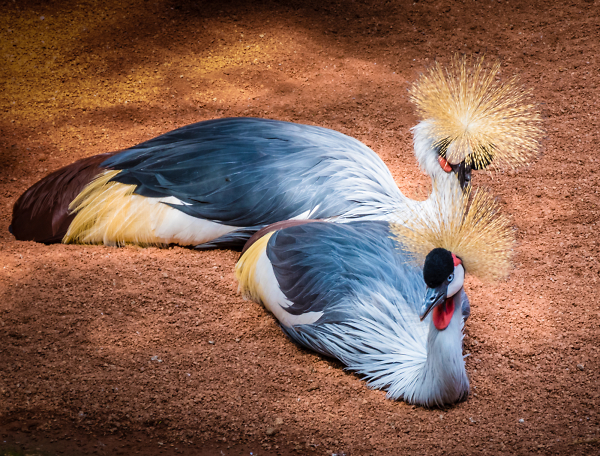 Pair of Grey Crowned Cranes.