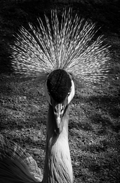Portrait of a Grey Crowned Crane.