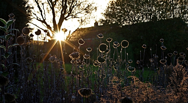 Spent flowers