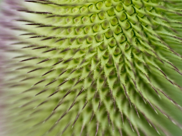 Spines