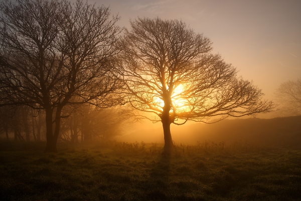 sunburst 3