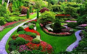 Taking Care Of Perennials In Your Garden