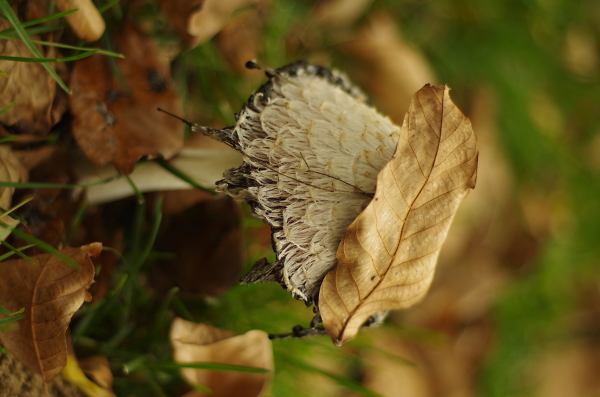 The mushroom