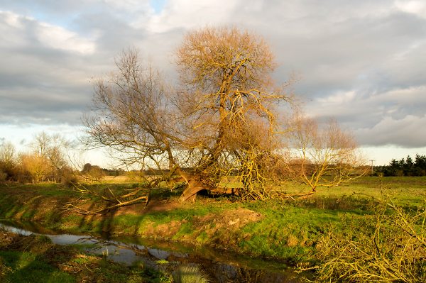 The Old Willow Tree
