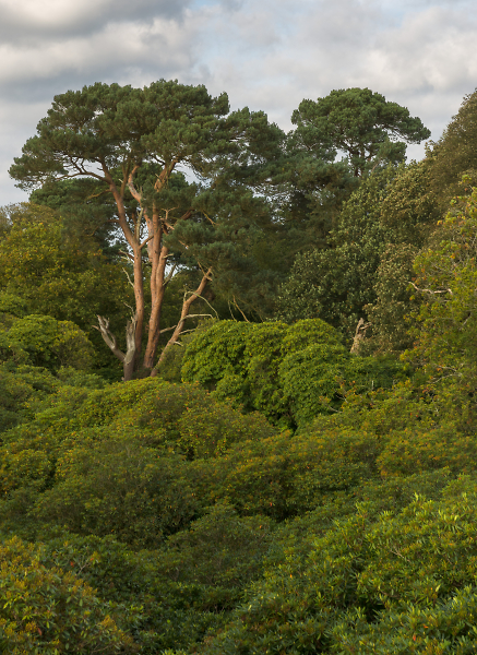 Tree canopy