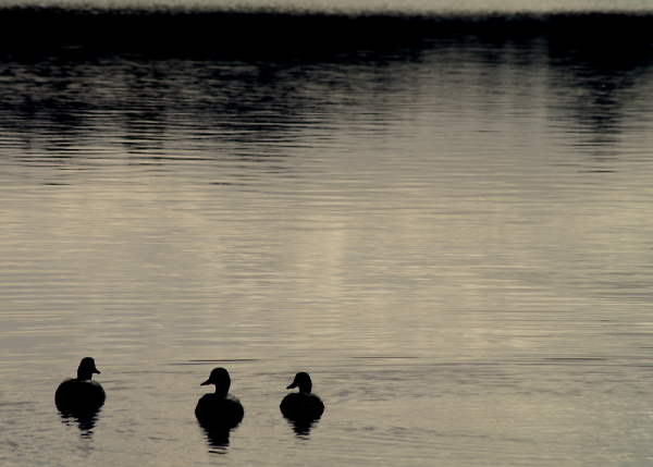 trio of ducks