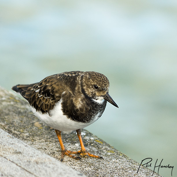 Turnstone