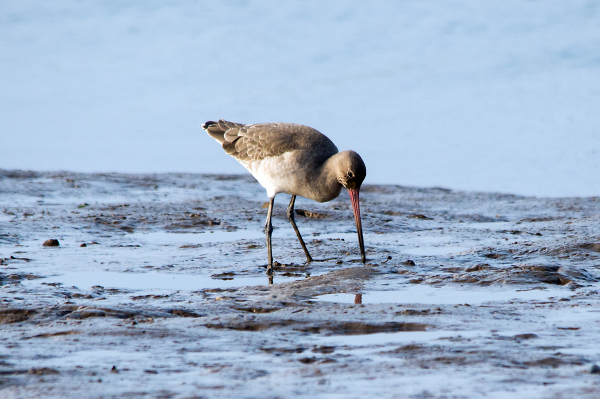 Wader Unknown