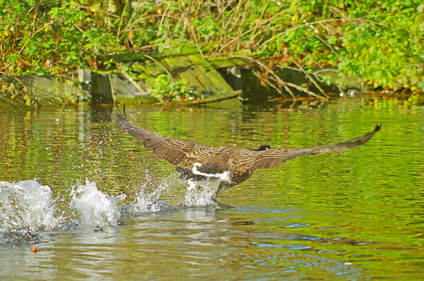 Wild Goose at Vernon Park