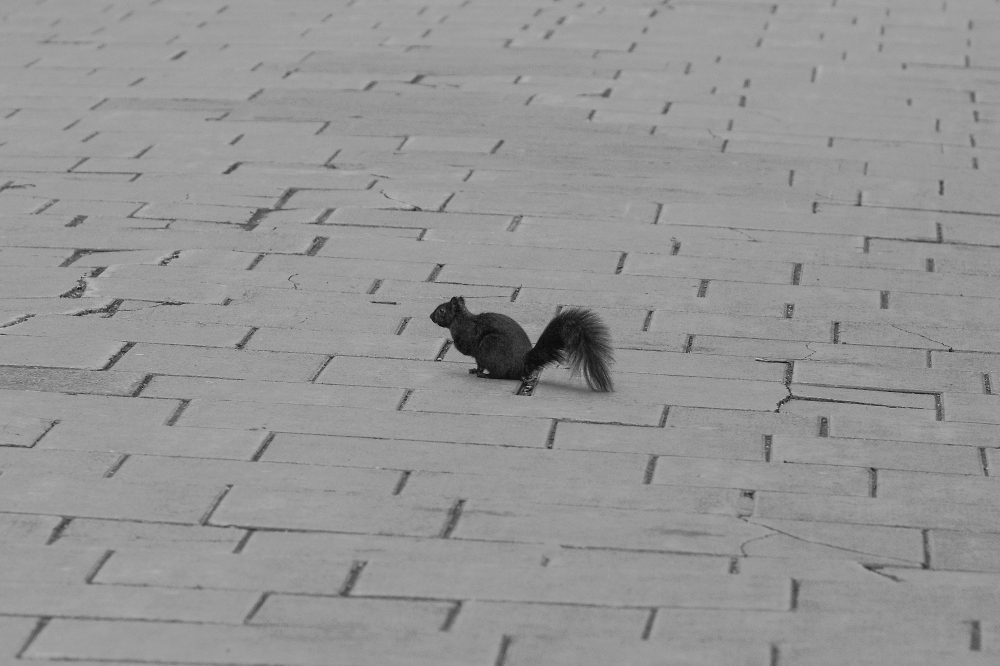 Do I Cross to the Other Side, or Go Back? A squirrel's dilemma