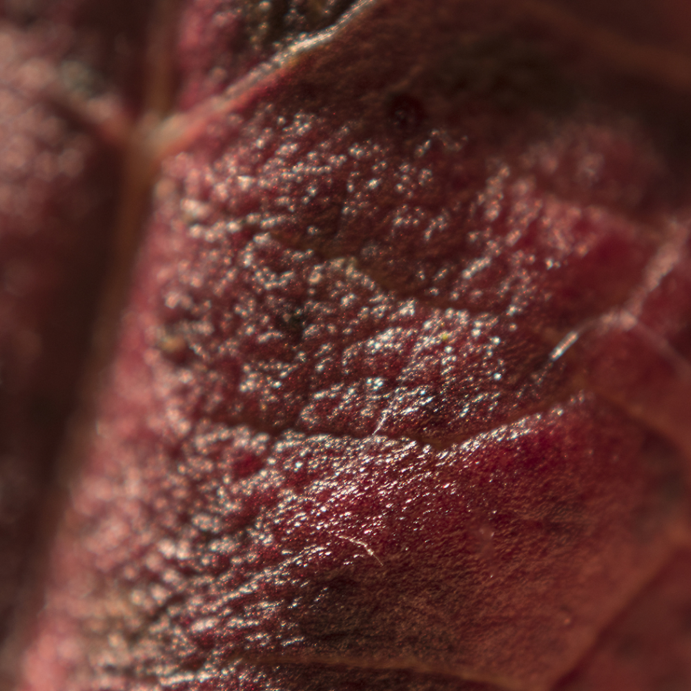 Steak Bacon or Hydrangea Leaf
