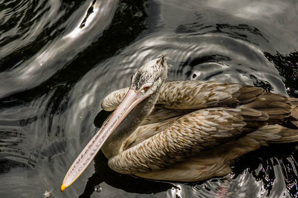 The Pelican from above.