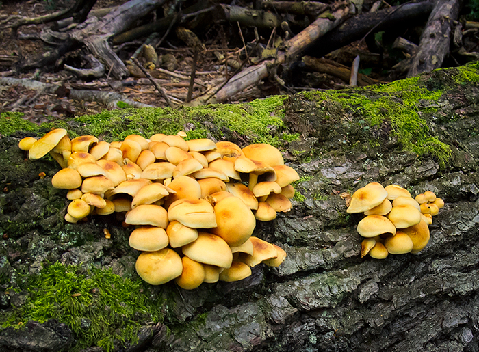 Toadstools on Log