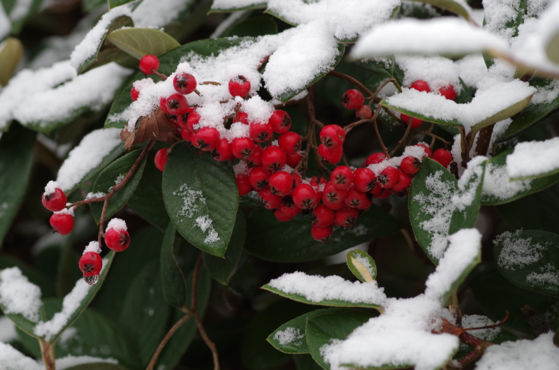 Winter Berries