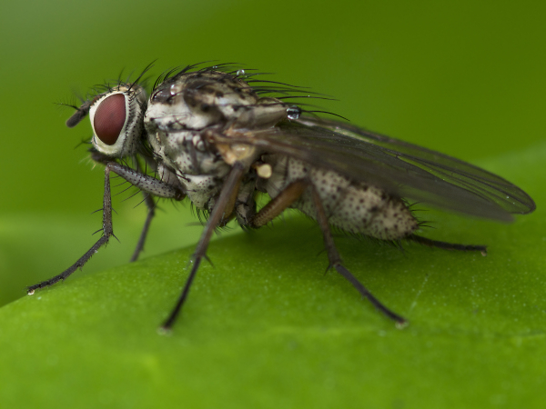 Christmas Fly